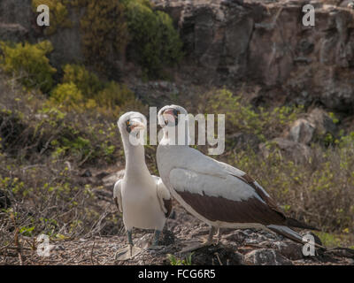 Paar von Blue Footed Boobies mit orangefarbenen Schnabel thront auf Felsen in Galapagos-Inseln, Ecuador Quäken. Einer der Vögel hält eine Stockfoto