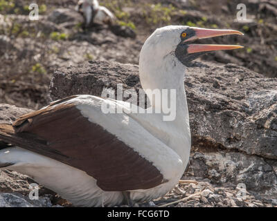 Blue Footed Boobie kreischendes Out am Fels in Galapagos-Inseln, Ecuador. Stockfoto