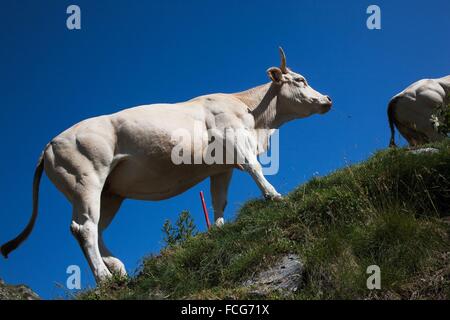 ESTIVE IN DEN HAUTES-PYRENÄEN (65), MIDI-PYRENÄEN, FRANKREICH Stockfoto