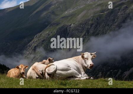 ESTIVE IN DEN HAUTES-PYRENÄEN (65), MIDI-PYRENÄEN, FRANKREICH Stockfoto