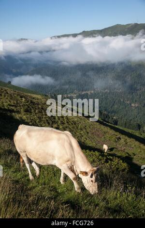 ESTIVE IN DEN HAUTES-PYRENÄEN (65), MIDI-PYRENÄEN, FRANKREICH Stockfoto