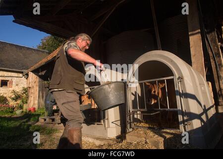 NORMANDIE KÜHE, (61) ORNE, BASSE-NORMANDIE, FRANKREICH Stockfoto