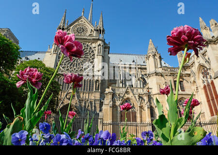 Blumen vor der Kathedrale Notre Dame, Paris, Frankreich. Stockfoto