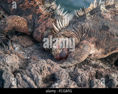 Zwei rote Leguane kämpfen Kopf an Kopf im schwarzen Rock mit Blut auf ihren Gesichtern in Galapagos-Inseln, Ecuador. Stockfoto