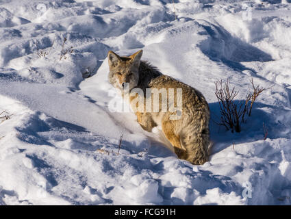 Ein Kojote (Canis Latrans) stehen im tiefen Winter. Yellowstone-Nationalpark, Wyoming, USA. Stockfoto