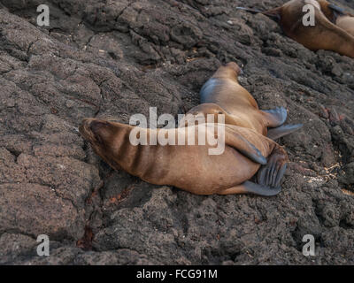 Zwei kuscheln Seelöwen auf schwarzen Lavagestein in Galapagos-Inseln, Ecuador miteinander schlafen. Stockfoto