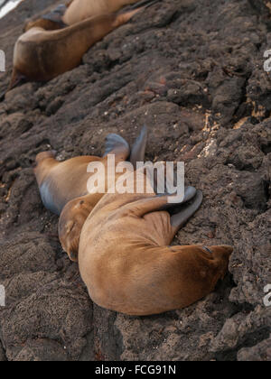 Zwei kuscheln Seelöwen auf schwarzen Lavagestein in Galapagos-Inseln, Ecuador miteinander schlafen. Stockfoto