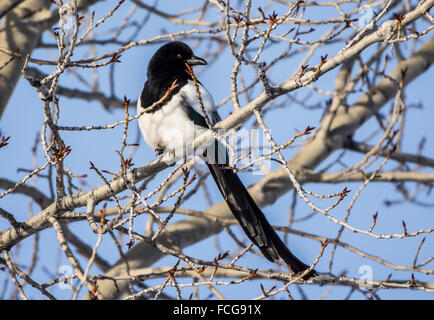 Ein schwarz-billed Magpie (Pica Hudsonia) stehend auf einem Ast. Yellowstone-Nationalpark, Wyoming, USA. Stockfoto