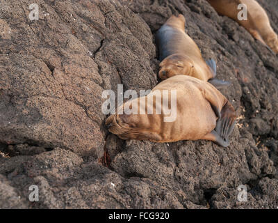 Zwei kuscheln Seelöwen auf schwarzen Lavagestein in Galapagos-Inseln, Ecuador miteinander schlafen. Stockfoto