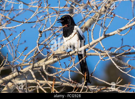 Ein schwarz-billed Magpie (Pica Hudsonia) stehend auf einem Ast. Yellowstone-Nationalpark, Wyoming, USA. Stockfoto