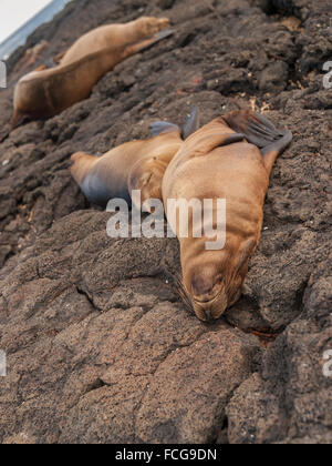 Zwei kuscheln Seelöwen auf schwarzen Lavagestein in Galapagos-Inseln, Ecuador miteinander schlafen. Stockfoto