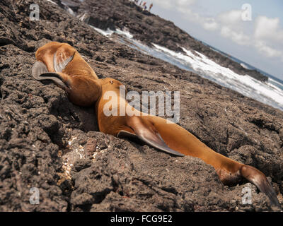 Zwei kuscheln Seelöwen auf schwarzen Lavagestein in Galapagos-Inseln, Ecuador miteinander schlafen. Stockfoto