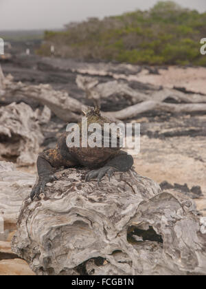 Roter und Grüner Leguan auf Treibholz mit nur der Kopf und die beiden vorderen Beine in Galapagos, Ecuador thront. Stockfoto