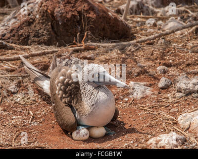 Blue footed Sprengfallen auf zwei Eiern auf orange Schotter in Galapagos-Inseln, Ecuador sitzen. Stockfoto