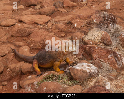 Senf, farbige Leguan thront auf Felsen in Galapagos-Inseln, Ecuador. Stockfoto