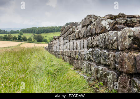 Der Hadrianswall in der Nähe des römischen Kastells Housesteads, Northumberland, England, UK Stockfoto