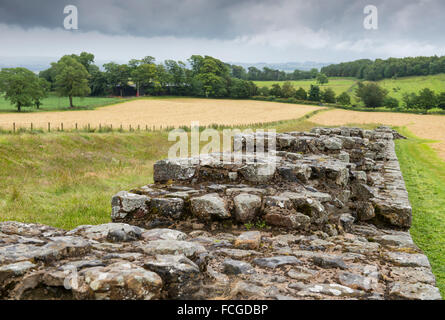 Der Hadrianswall in der Nähe des römischen Kastells Housesteads, Northumberland, England, UK Stockfoto