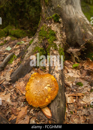 Orangefarbene Kappe Pilze aus dem Boden durch einen Baumstamm mit grünem Moos auf ihm wachsen und verfallenden Blättern umgeben. Stockfoto