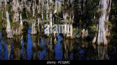 Egret in Big Cypress Swamp bewahren Stockfoto