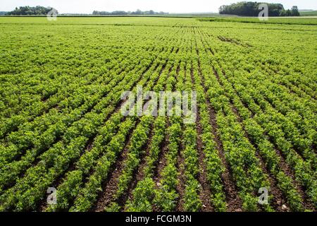 DES LANDES ZU PRODUZIEREN, DIE WAHRE QUALITÄT ESSEN, FRANKREICH Stockfoto