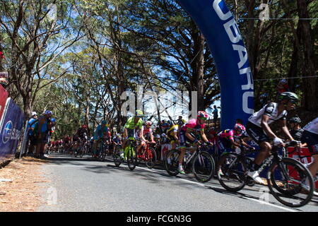 Adelaide, South Australia, Australien. 20. Januar 2016. Hauptfeld durchlaufen KOM Stufe, Stufe 2 der Tour Down Under Radrennen. © Gary Francis/ZUMA Wire/ZUMAPRESS.com/Alamy Live-Nachrichten Stockfoto