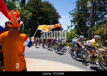 Adelaide, South Australia, Australien. 20. Januar 2016. Hauptfeld Stirling, Phase 2 der Tour Down Under Radrennen auf der Durchreise. © Gary Francis/ZUMA Wire/ZUMAPRESS.com/Alamy Live-Nachrichten Stockfoto