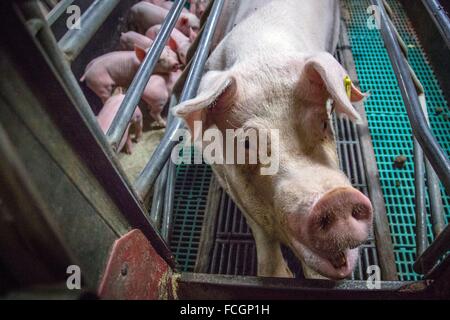 SCHWEINEHALTUNG, EURE-ET-LOIR (28), CENTRE-VAL-DE-LOIRE, FRANKREICH Stockfoto