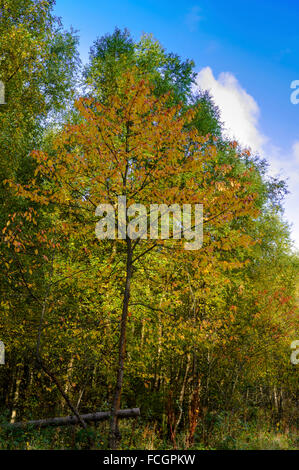 Eine wilde Kirsche in einem Wald zeigt Herbstfarben Stockfoto