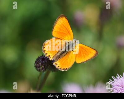 Schmetterling mit offenen Flügeln. Knappen Kupfer, Lycaena Virgaureae (männlich) Stockfoto
