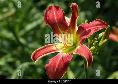 Rote Blumen Taglilien. Die Kehle ist gelb. Stockfoto