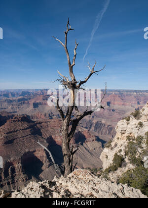 Knorrigen Baum vor Grand Canyon South Rim, Arizona, USA. Stockfoto