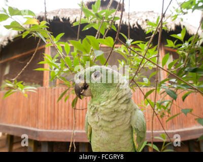 Grüner Papagei thront auf Holzbalken im Dschungel Lodge im Amazonas in Peru, Südamerika. Stockfoto