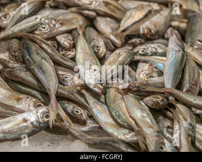 Kleine Fische zum Verkauf in einem Haufen auf Eis am Mercado De La Boqueria in Barcelona, Spanien, Europa. Stockfoto