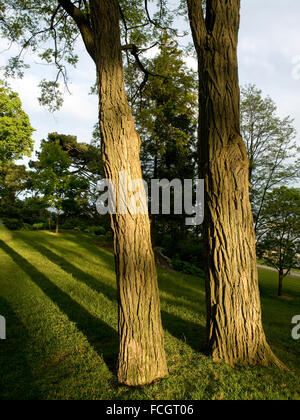 Zwei Baumstämme bei Sonnenuntergang mit langen Schatten auf dem grünen Rasen in einem Park in der Innenstadt von Oakville, Ontario, Kanada. Stockfoto
