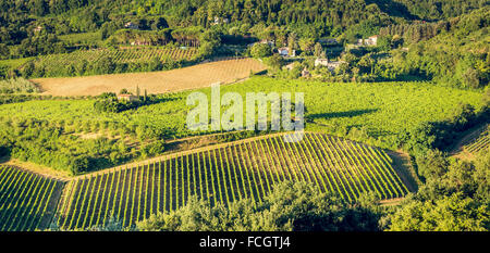 Luftaufnahme des Grün der Weinberge in der Toskana, Italien Stockfoto