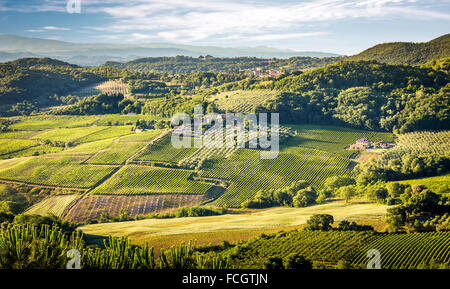 Luftaufnahme des Grün der Weinberge in der Toskana, Italien Stockfoto