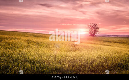 Silhouette von einem einsamen Baum und schönen Sonnenuntergang Himmel im Hintergrund Stockfoto