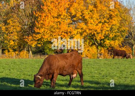 HERBSTFARBEN Stockfoto