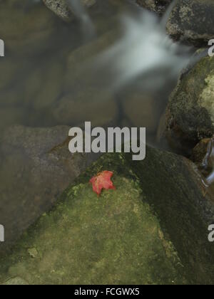 Einzelne rote gefallenen Ahornblatt auf einem grünen Felsen durch einen Strom von Wasser. Stockfoto