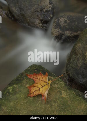 Einzelne gelbe Gefallen maple leaf auf einem Green Rock von einem Strom von Wasser. Stockfoto