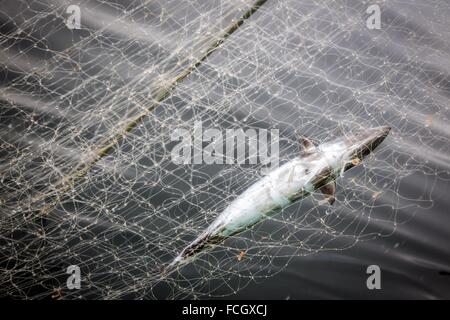 BONITO, EINE ART KLEINER THUNFISCH GEFANGEN IN DEN NETZEN, ANGELN IM MEER AUF DEM BROUGHTON BOOT "LES OCEANES" VOR DER KÜSTE VON LORIENT (56 Stockfoto
