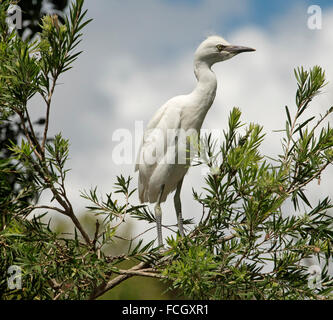 Australische weiße Kuhreiher Küken / junge, Ardea Ibis, stehend auf AST unter den dunkelgrünen Laub gegen blauen Himmel in Parklands der Stadt Stockfoto