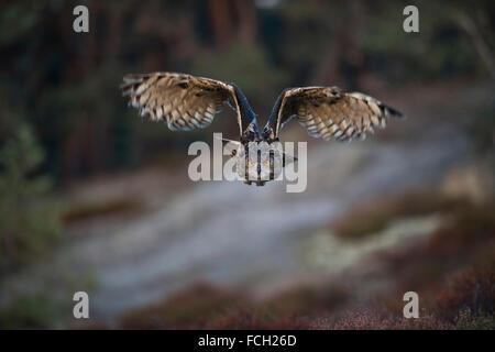 Nördlichen Uhu (Bubo Bubo) in Jagd Flug, Vorderansicht, öffnen Sie Flügel, leuchtend orangefarbenen Augen in direkter Augenkontakt. Stockfoto
