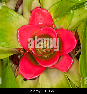 Lebhafte rote Hochblätter und winzigen Blüten von Bromelien, Nidularium Innocentii mit hellgrünen Blättern Stockfoto