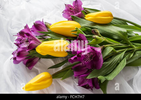 Frühling Blumen - gelbe Tulpe und lila Alstroemeria (Lilie der Inkas oder Peruanische Lilie) mit Wassertropfen - weißer Hintergrund Stockfoto