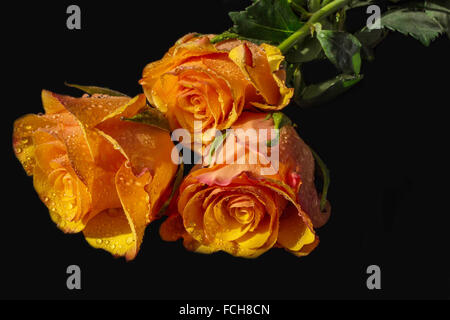 Orange rose mit Wasser Tropfen - schwarzen Hintergrund Stockfoto
