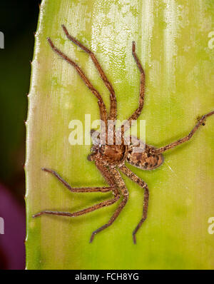 Große braune australische Huntsman Spinne Heteropoda Cervina auf grüne Blatt der Bromelie Stockfoto