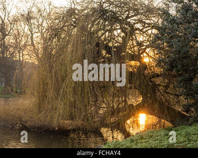 Eine Trauerweide im Winter im St James Park in London bei Sonnenuntergang Stockfoto