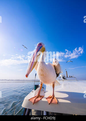 Namibias Erongo Provinz Walvis Bay weißer Pelikan sitzt oben auf einem Boot Stockfoto