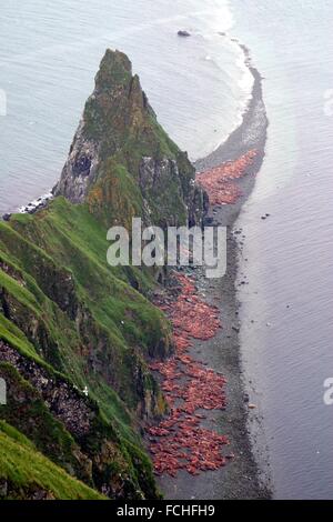 Pazifische Walross holte an einem Kiesstrand auf Round Island, Alaska Stockfoto